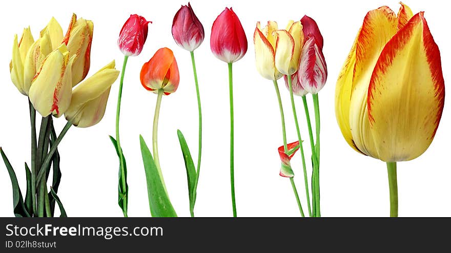 Flowers tulips of different varieties, isolated on a white background. Flowers tulips of different varieties, isolated on a white background.