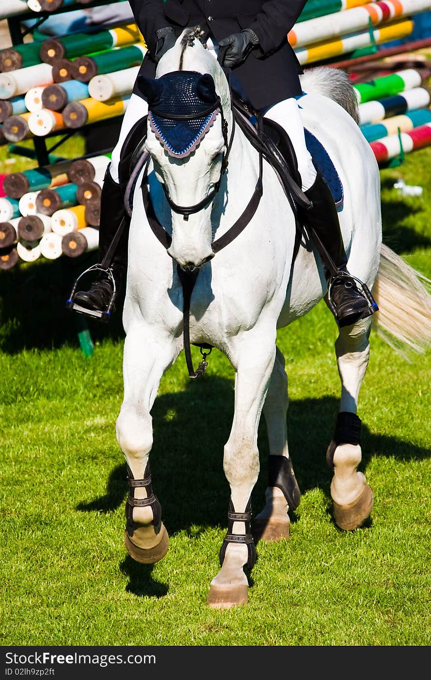 Beautiful Horse in a Green Meadow in sunny day