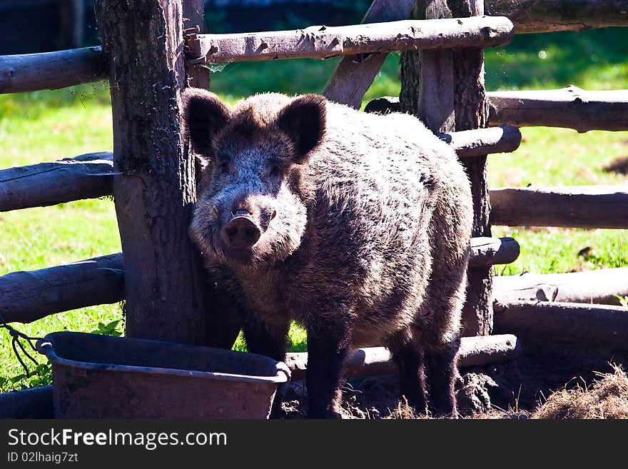 Ugly looking boar searching for bulbs and tubers to eat