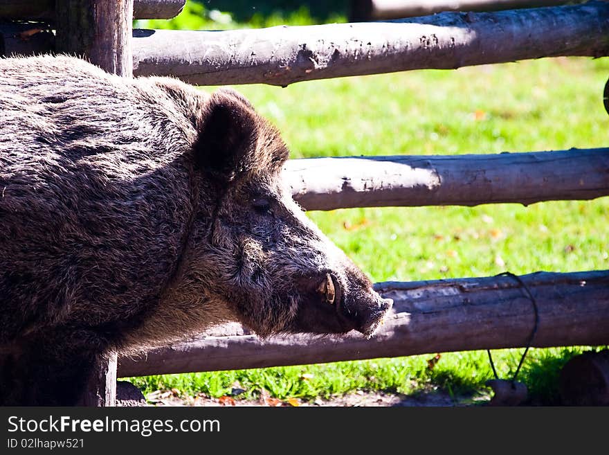 Ugly looking boar searching for bulbs and tubers to eat