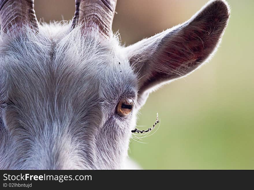 Goat standing on summer pasture with yellow flowers and green grass