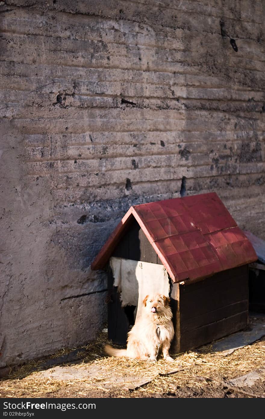 Funny dog without name in sunny day