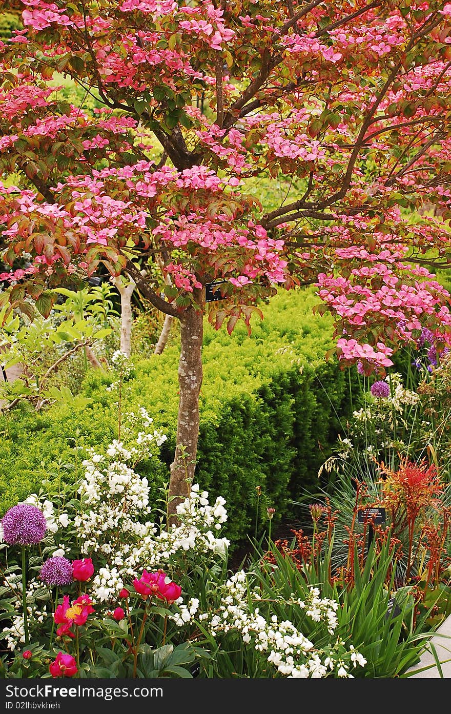 Pink kousa dogwood flowers