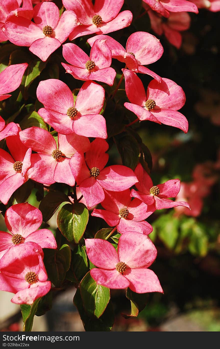 Pink kousa dogwood flowers