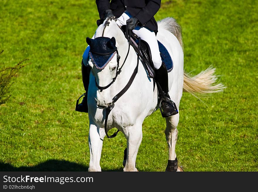 Beautiful Horse in a Green Meadow in sunny day