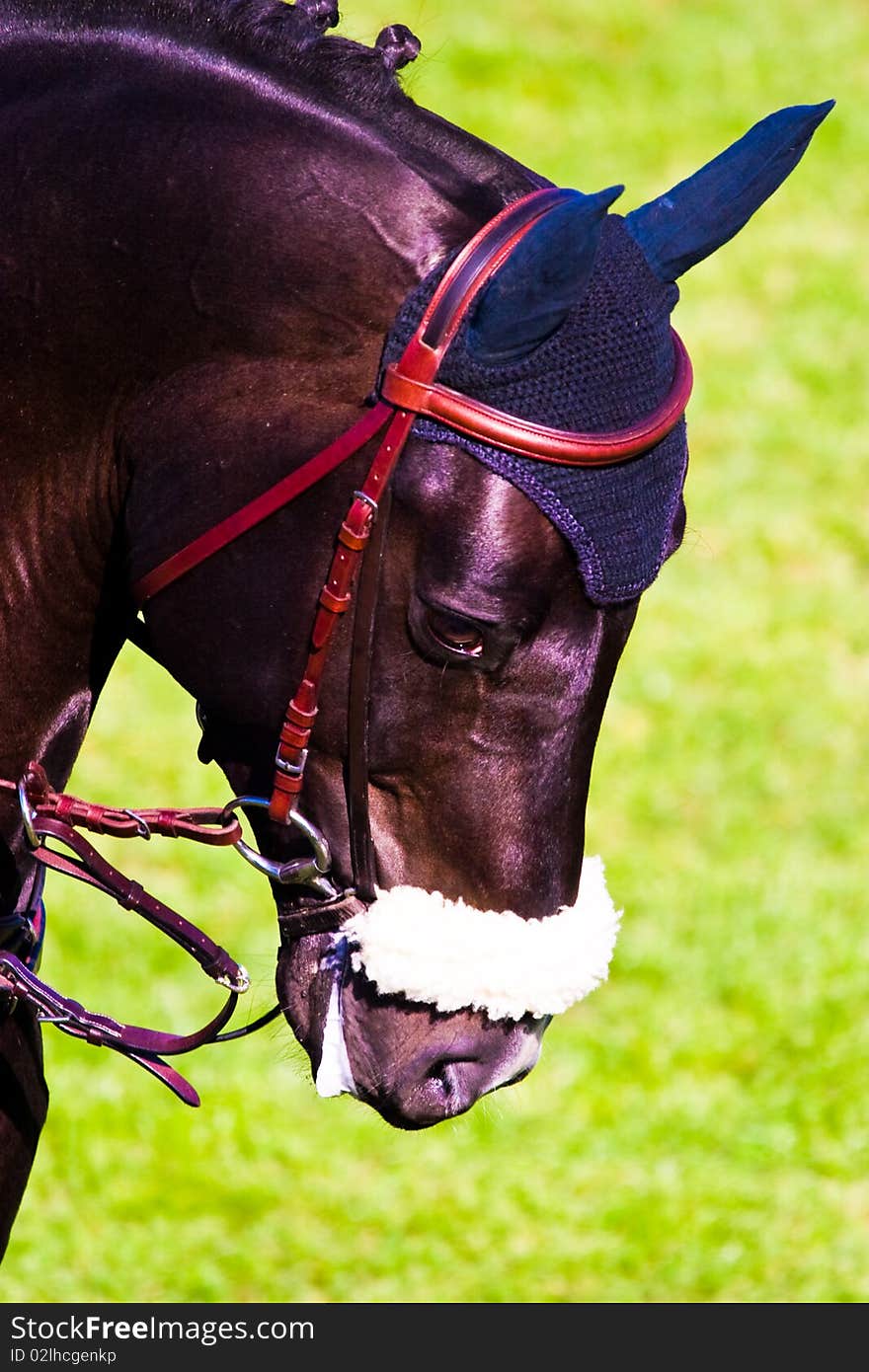 Beautiful Horse in a Green Meadow in sunny day