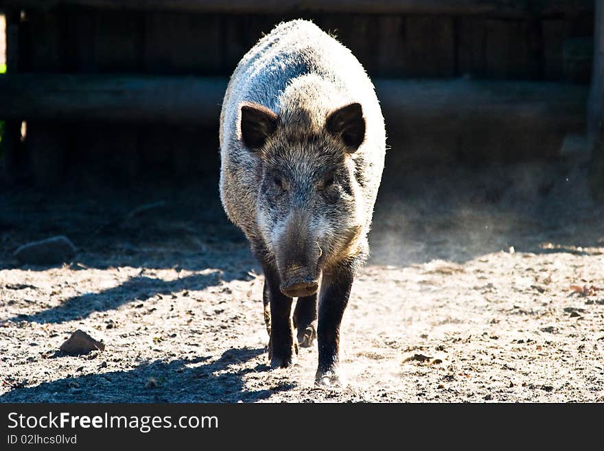 Ugly looking boar searching for bulbs and tubers to eat