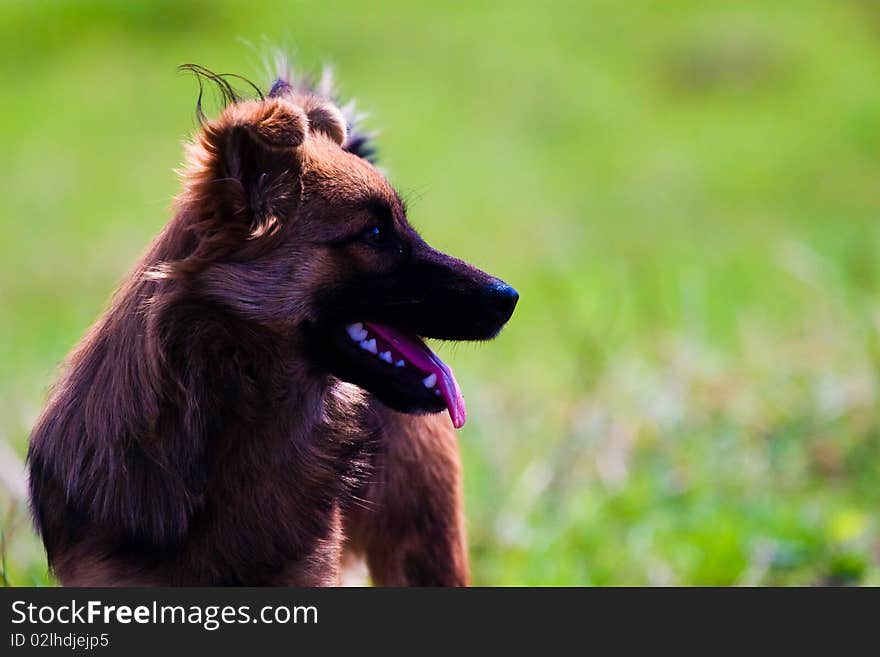 Funny dog without name in sunny day