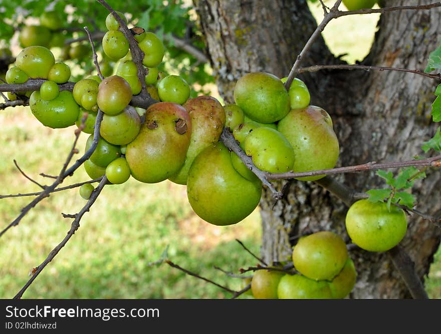 Oak Galls 3