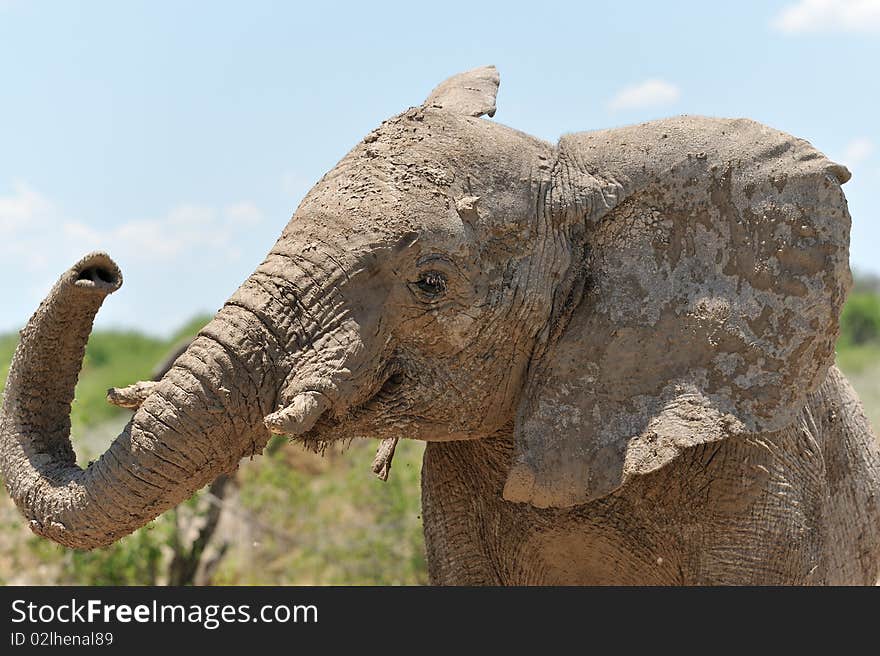 Young elephant