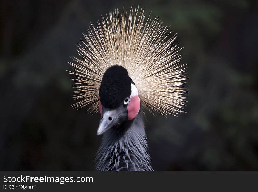 Portrait of a Gray African crowned crane.