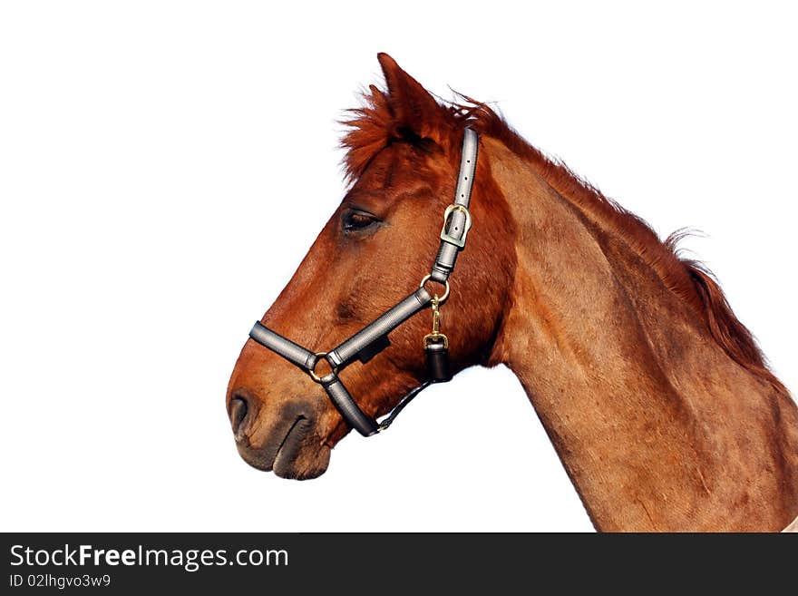 Beautiful brown horse, isolated on white background