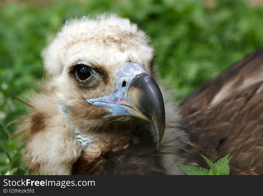 Griffin Vulture (Gyps fulvus)