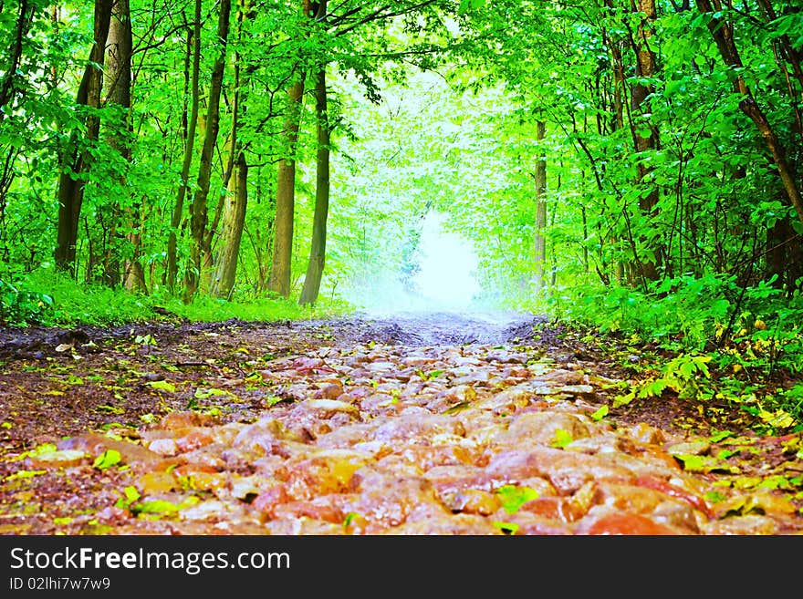 Spring landscape of young grey forest with green trees