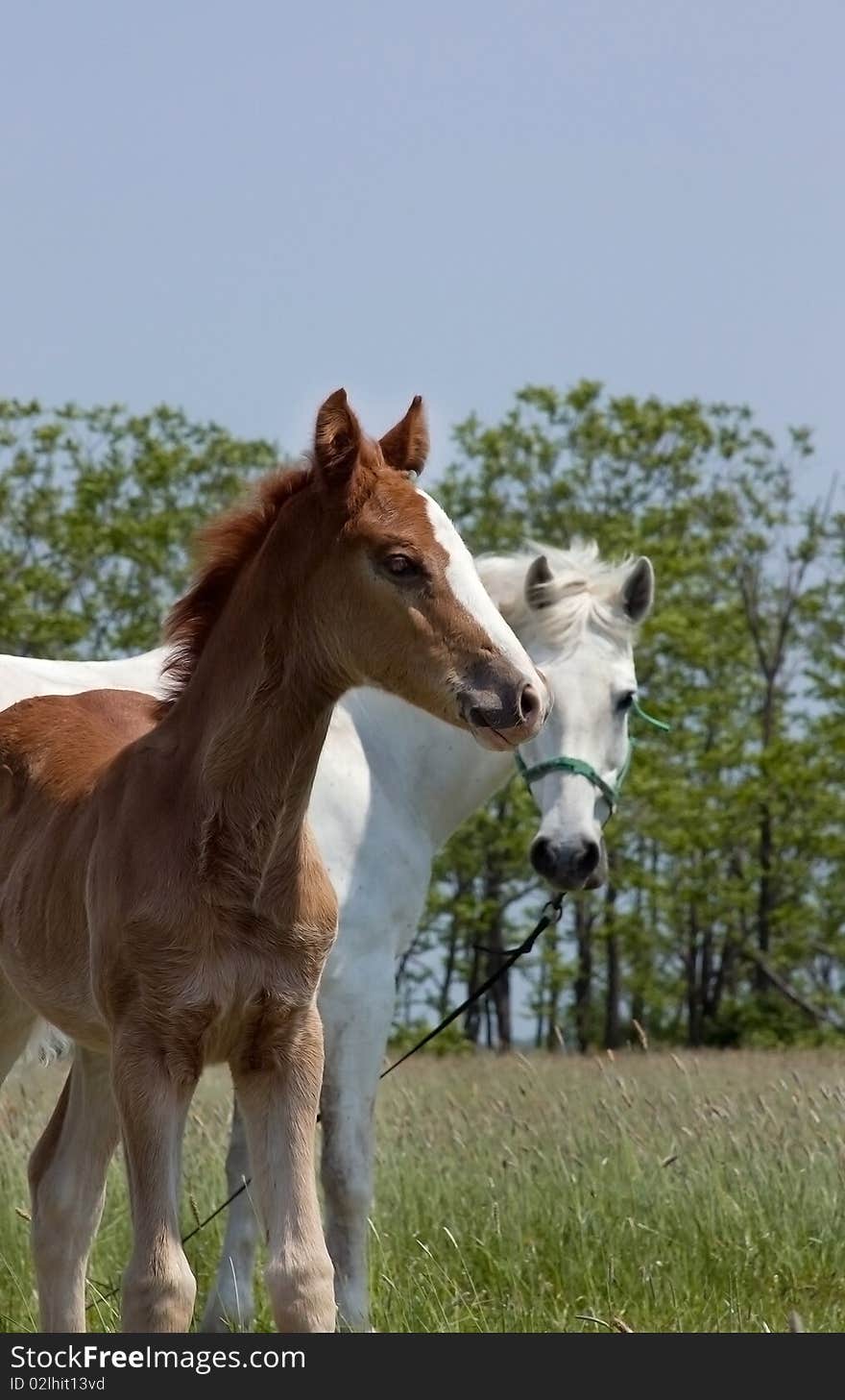 Mare and foal standing in a field