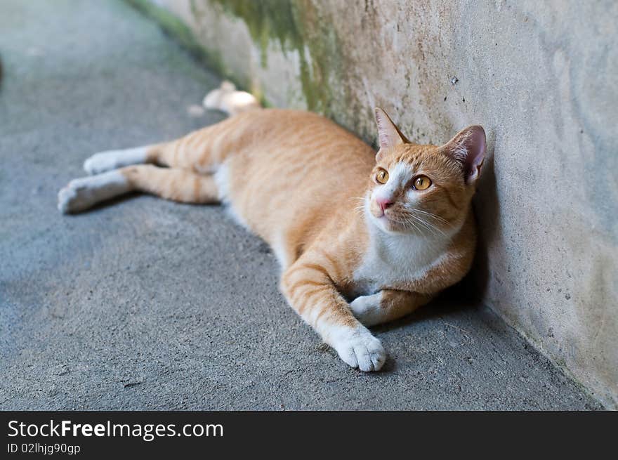 Thai Cat