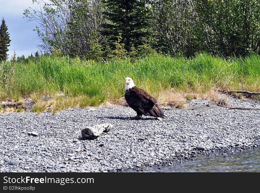 Majestic River Eagle