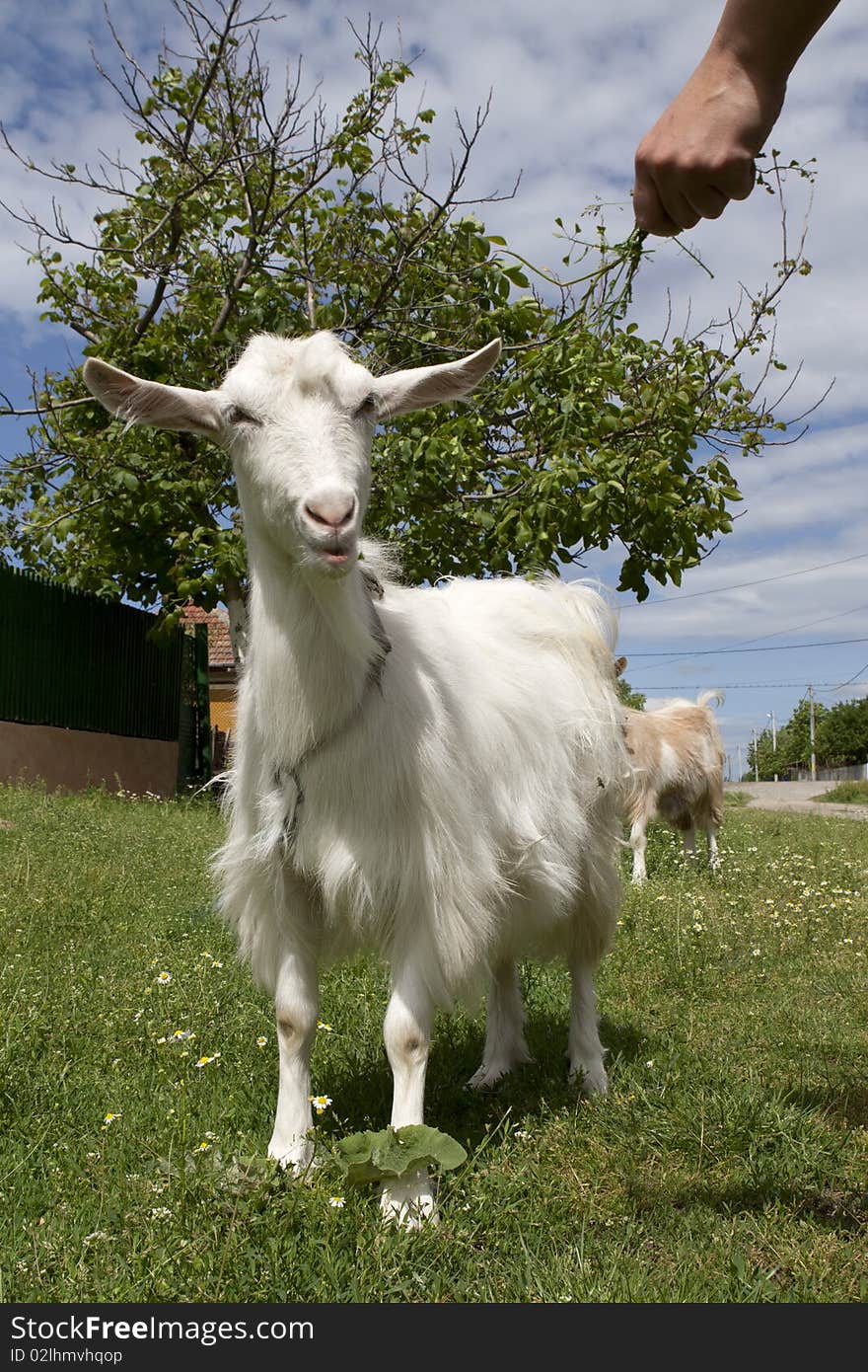 Girl feeding a white goat. Girl feeding a white goat