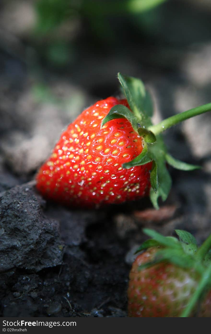 Strawberry on the ground