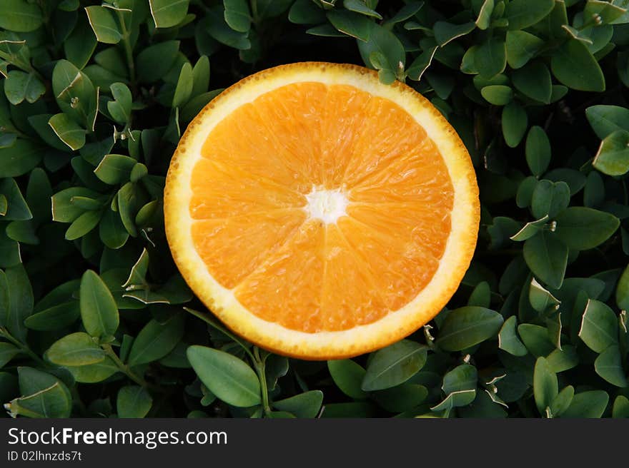 Orange slices