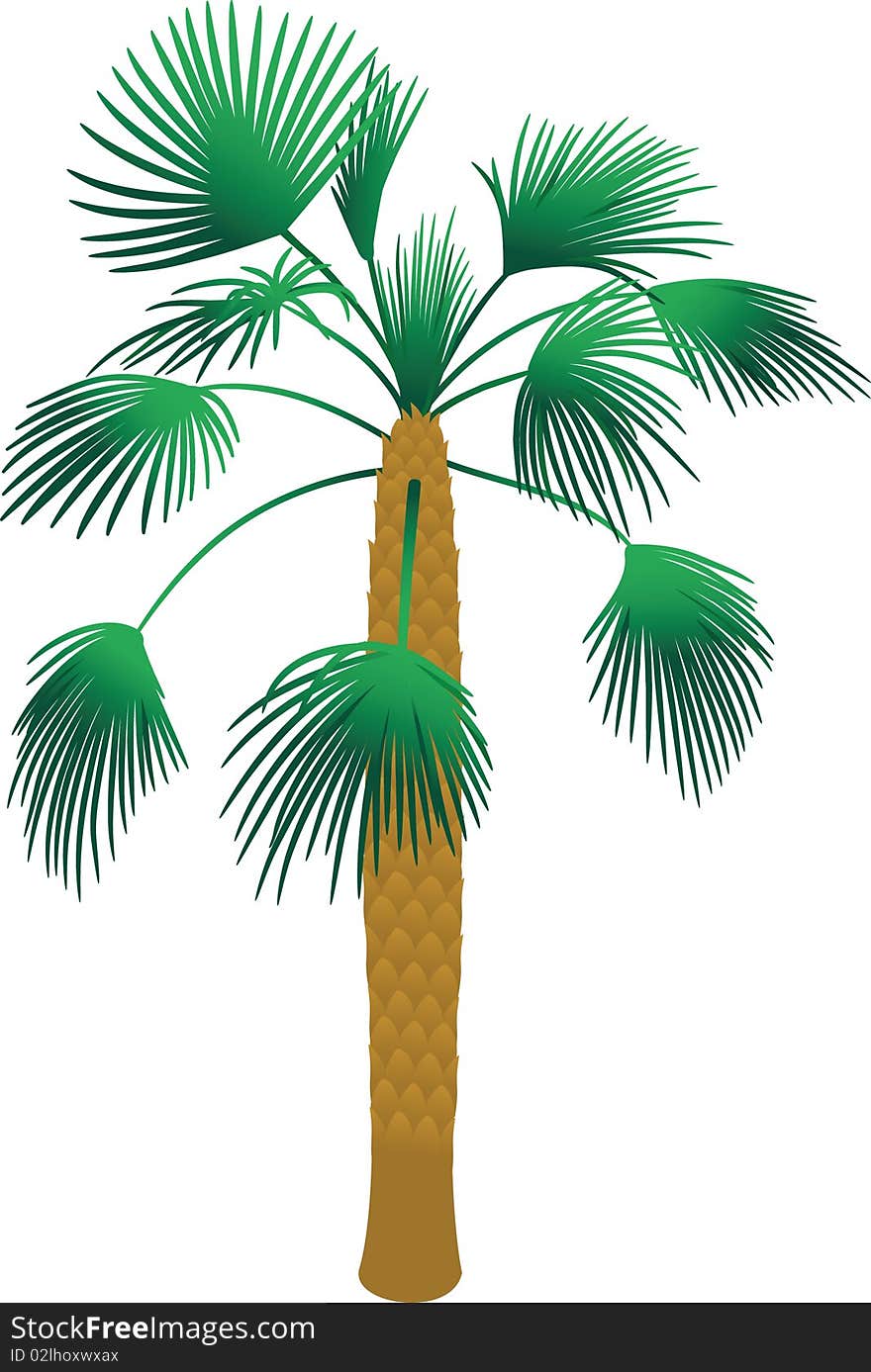 Tropical palm tree  on white background