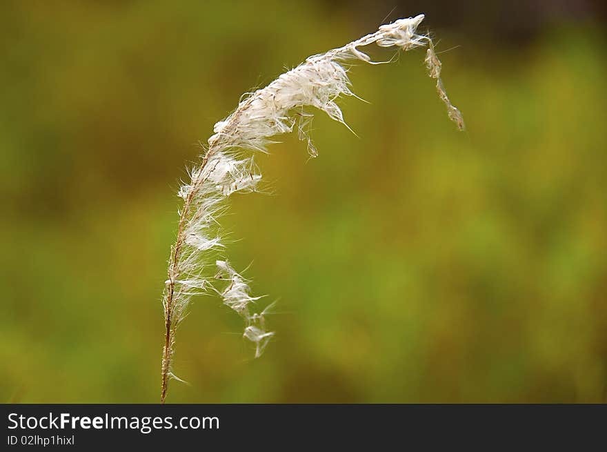 A single white grass spike against a colorful background. A single white grass spike against a colorful background