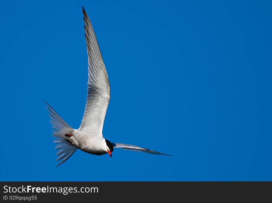 Common Tern (Sterna hirundo) in flight. Common Tern (Sterna hirundo) in flight