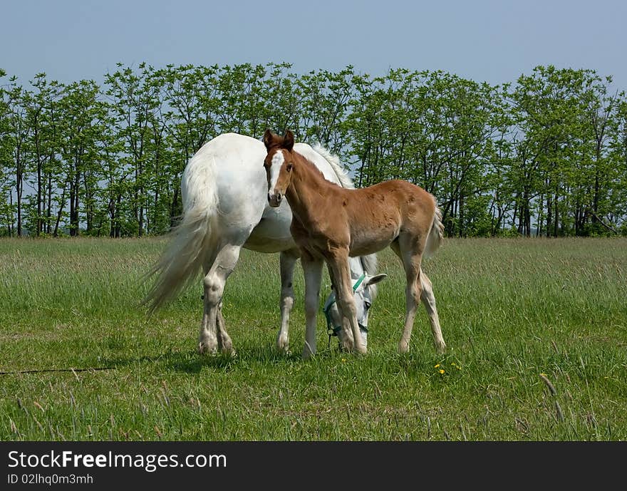 Mare and foal standing in a field