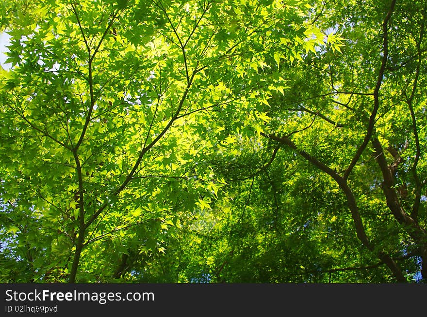 Looking up under a Japanese maple tree