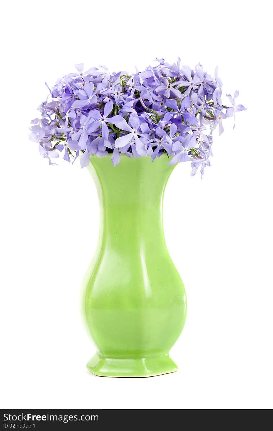 Blue flowers isolated on a white background