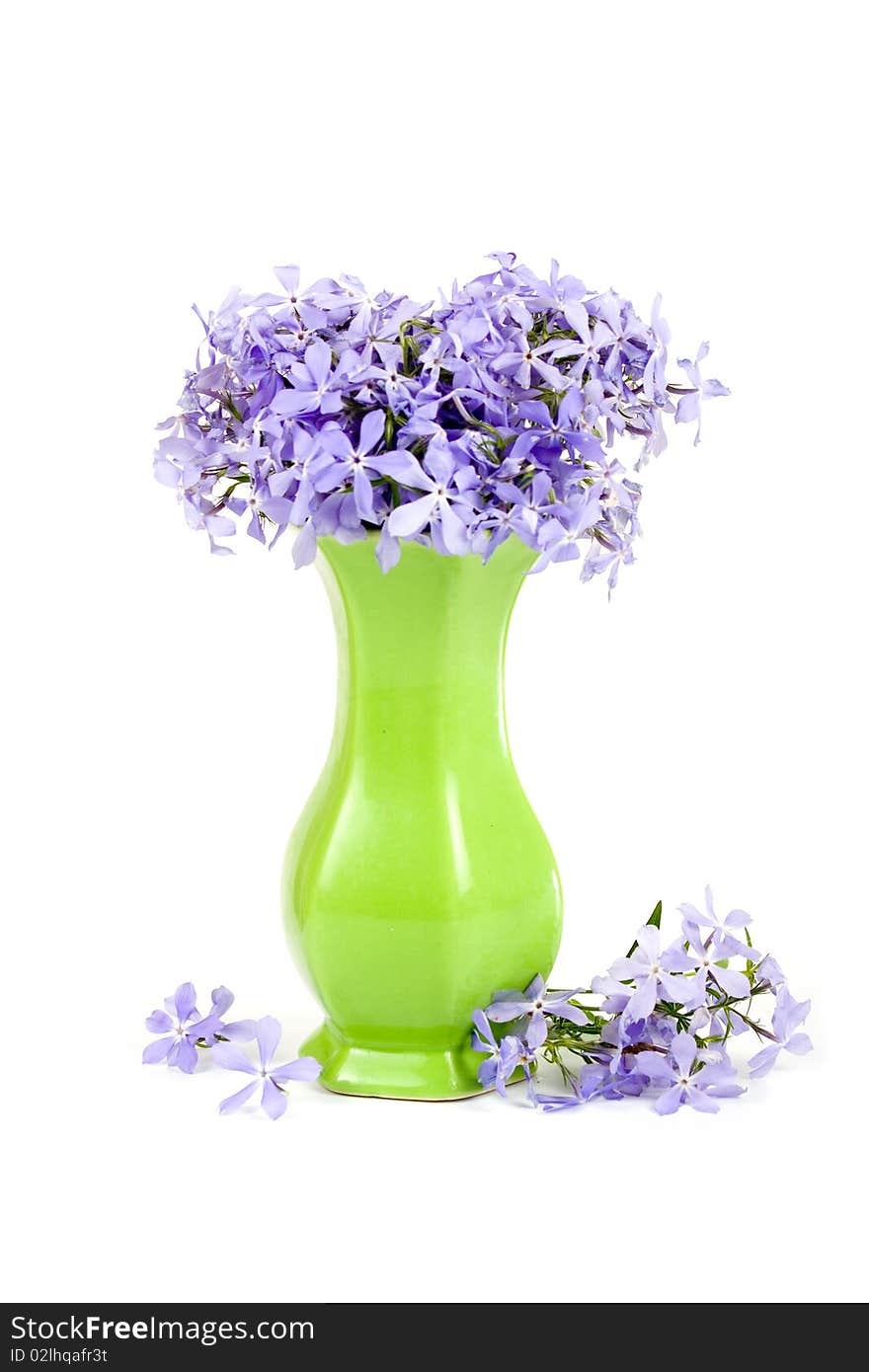 Blue flowers isolated on a white background