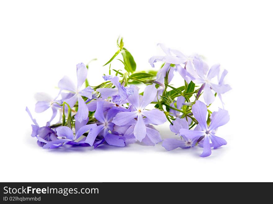 Blue flowers isolated on a white background