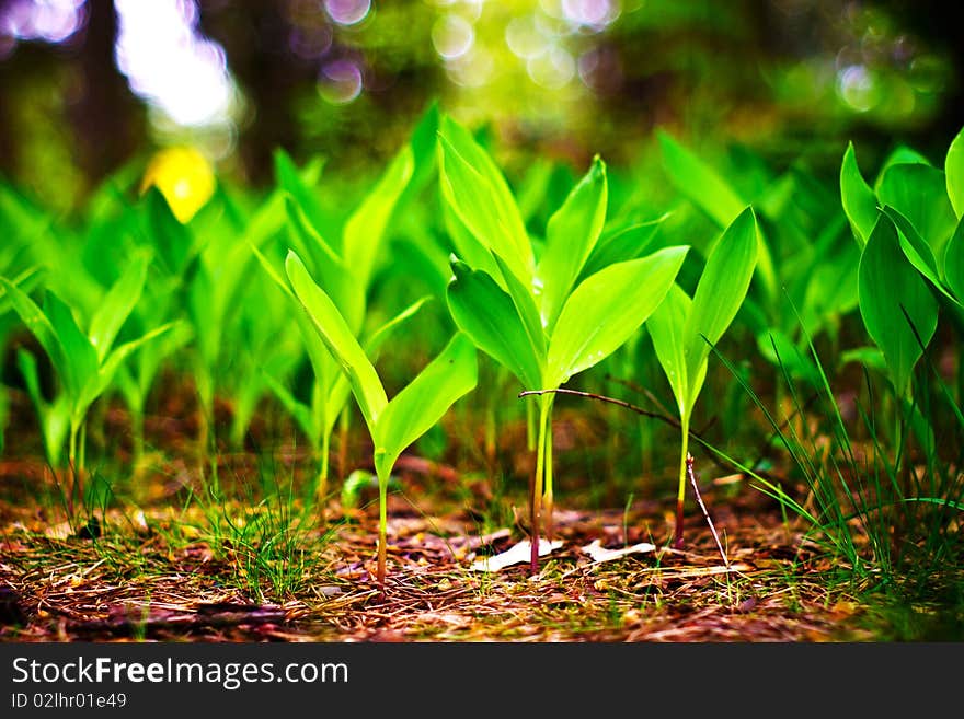 Plants for natural background,
fluffy wild plant grouped in sunny day