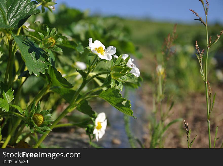 strawberry plantage