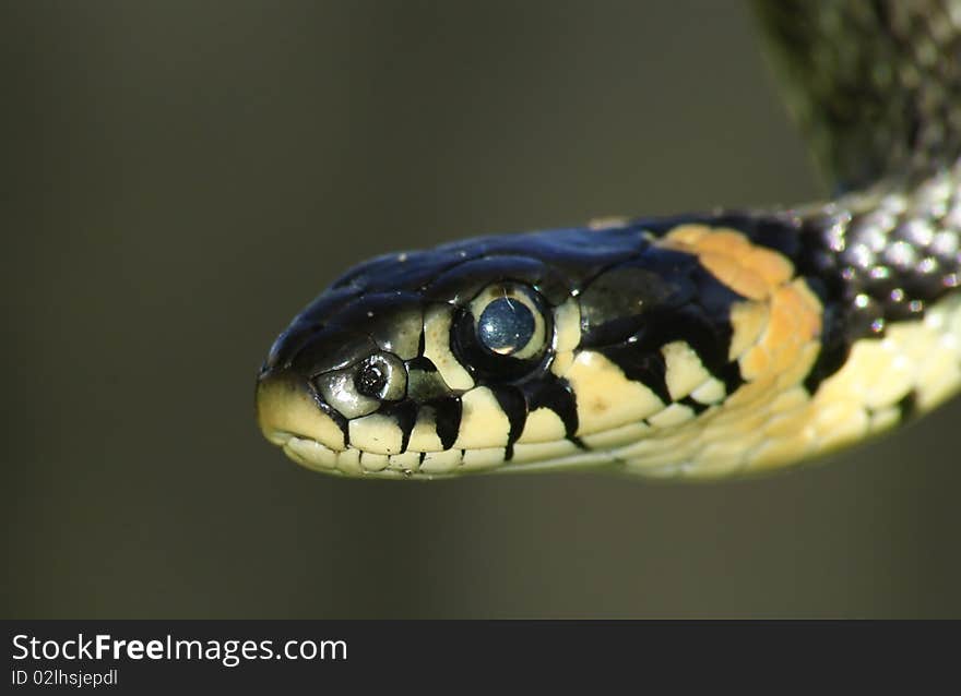 Snake on the dark grey background