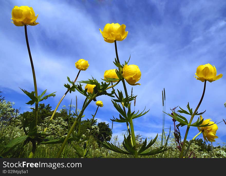 Yellow flowers in green fields