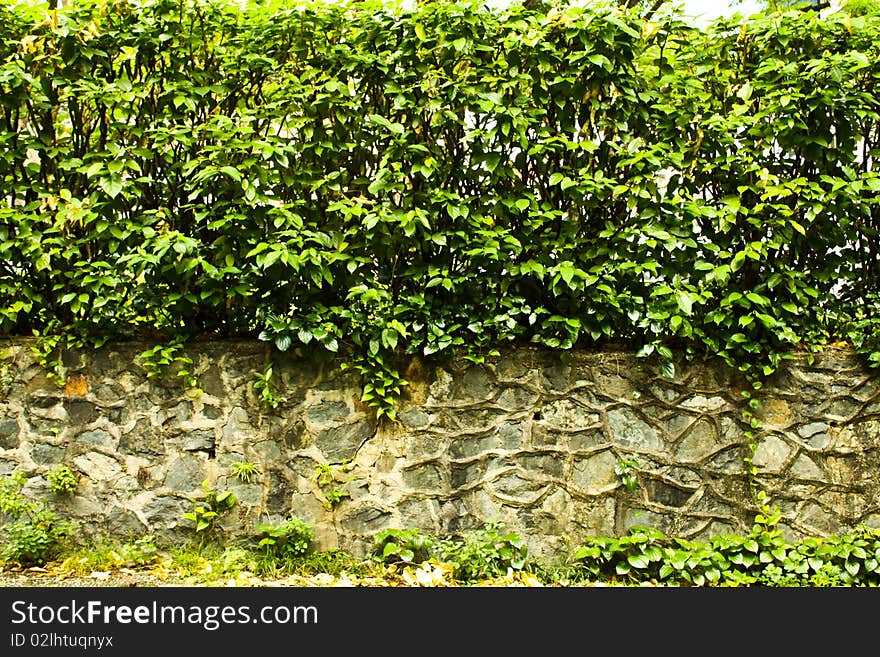 Plants Wall