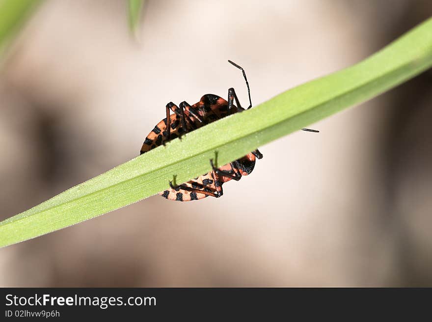 Strip bug - Graphosoma lineatum