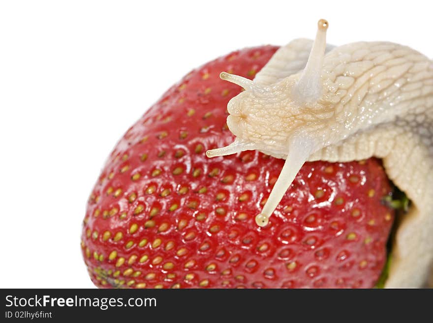 Snail eating strawberries, isolated on a white background