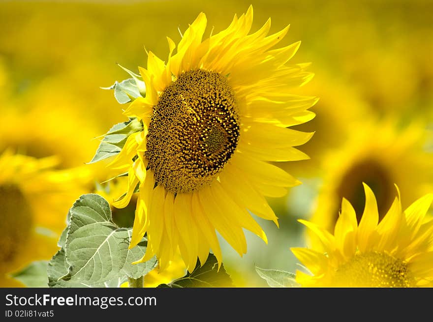 Sunflower on a field in Spain