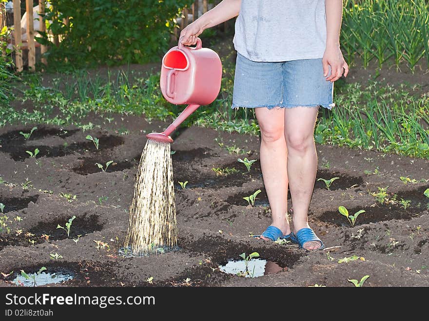 Watering vegetable bed with cabbage  sprouts