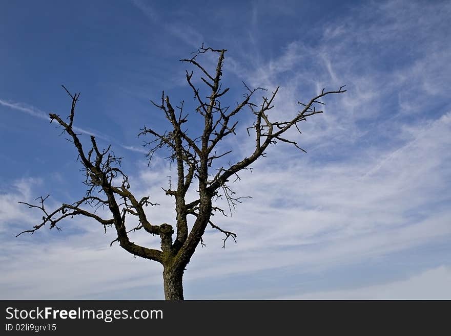 Dead Tree against the Sky