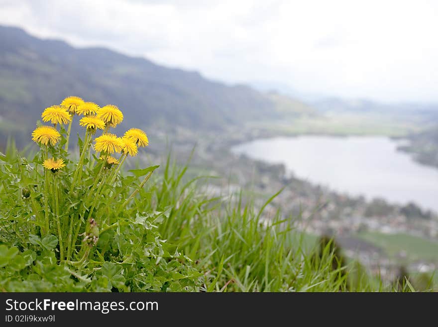 Mountainous region meadow, with lake in background featuring yellow dandelions. Mountainous region meadow, with lake in background featuring yellow dandelions