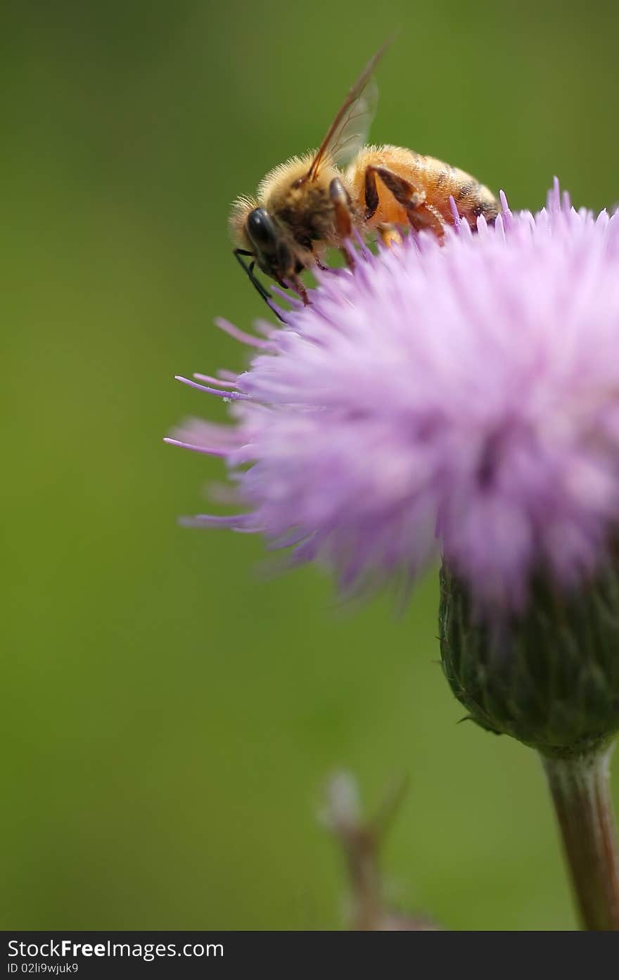 Bee at work on thistle