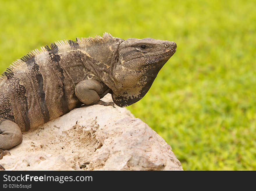 Iguana On A Stone With Green Background