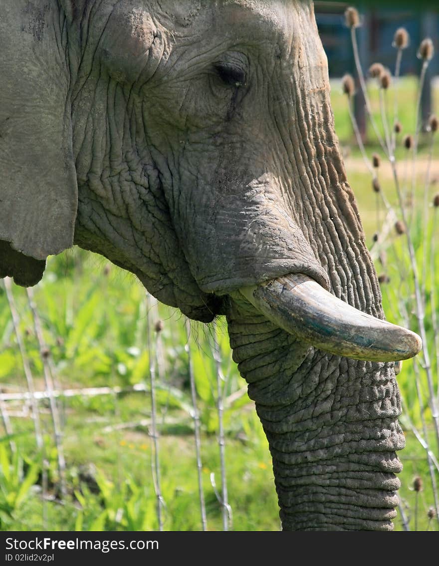 Close up of an elephant head. Close up of an elephant head