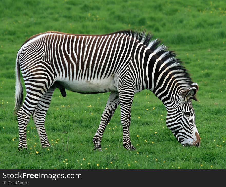 Zebra 3