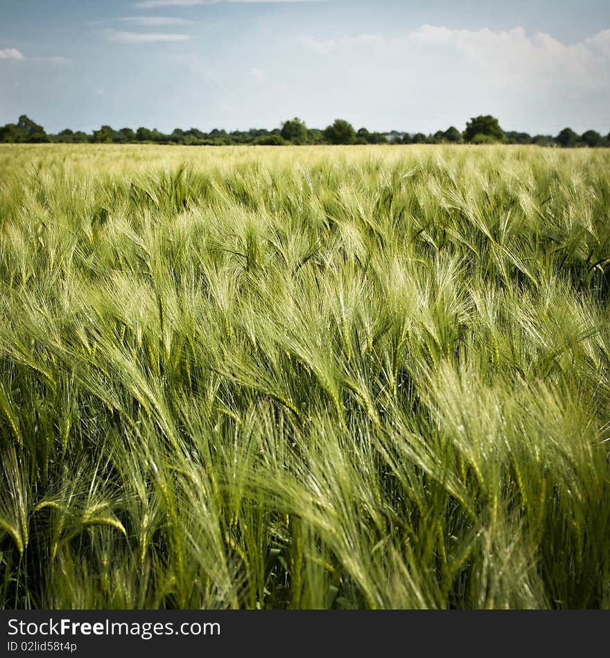 Countryside with barley farmland