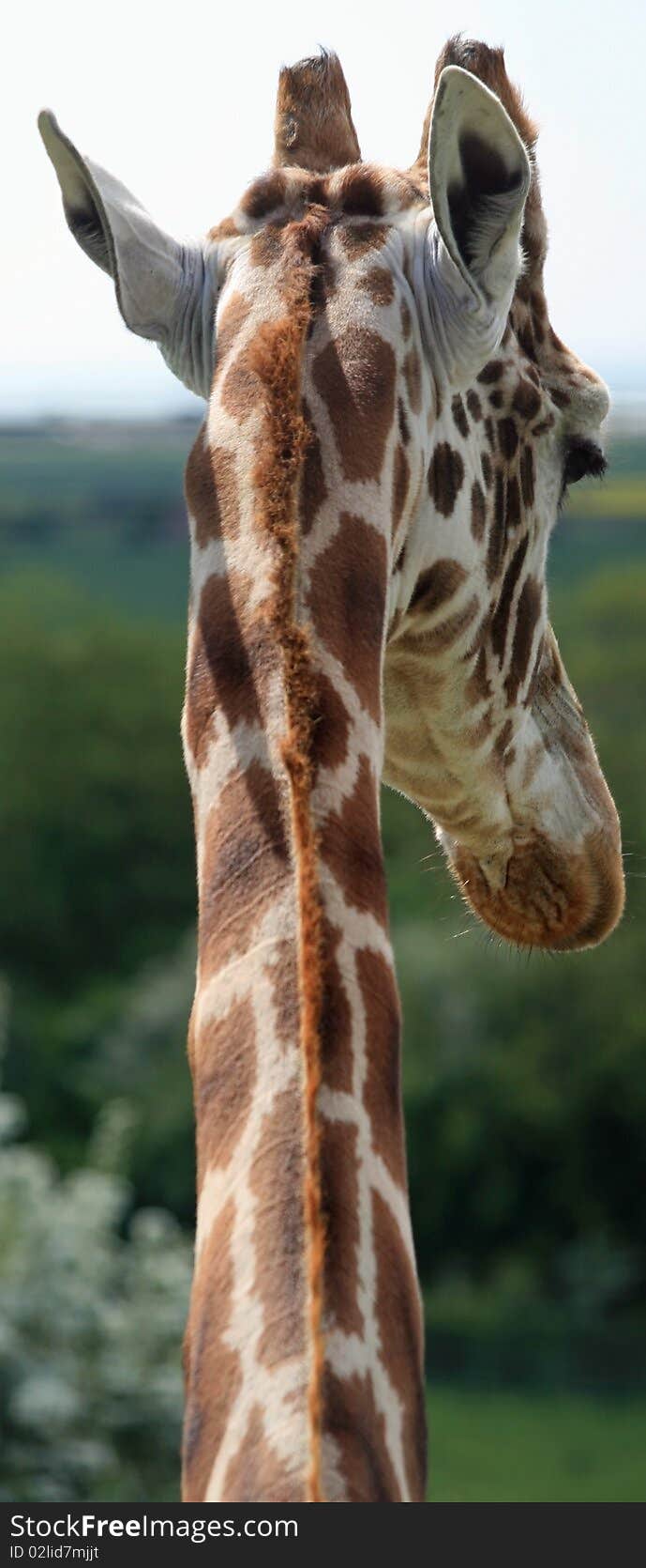 Head and neck of a giraffe. Head and neck of a giraffe