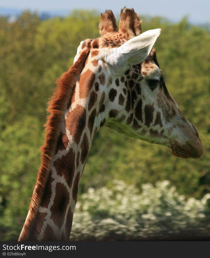 Head and neck of a giraffe. Head and neck of a giraffe